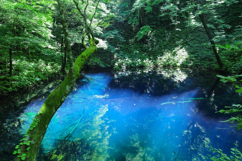 青森県 白神山地